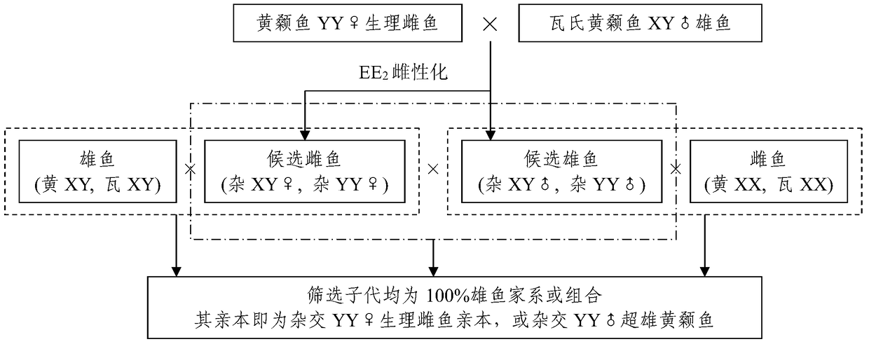 A method for rapid establishment of hybrid xy♂ male yellow catfish