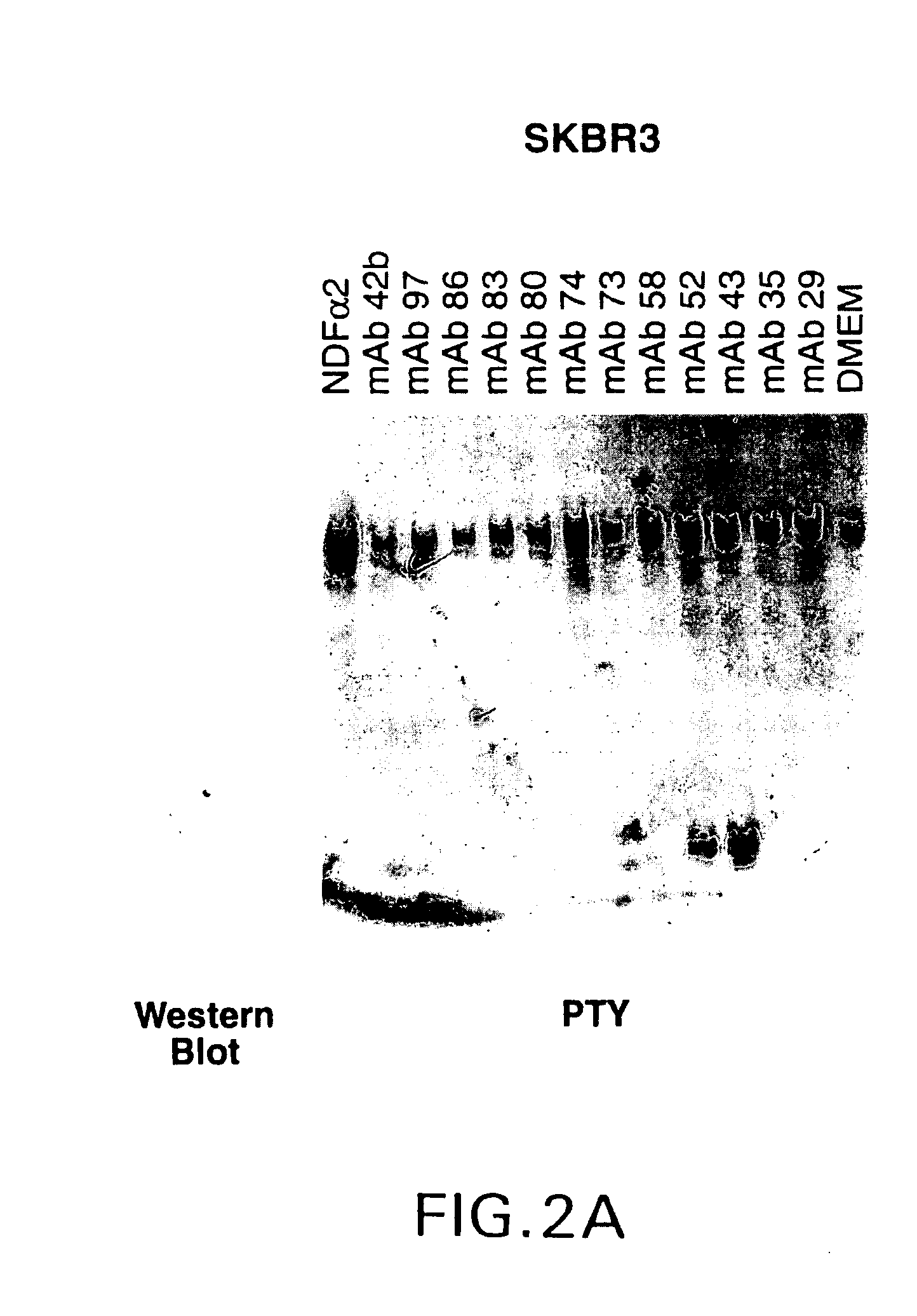 Antibody-induced apoptosis