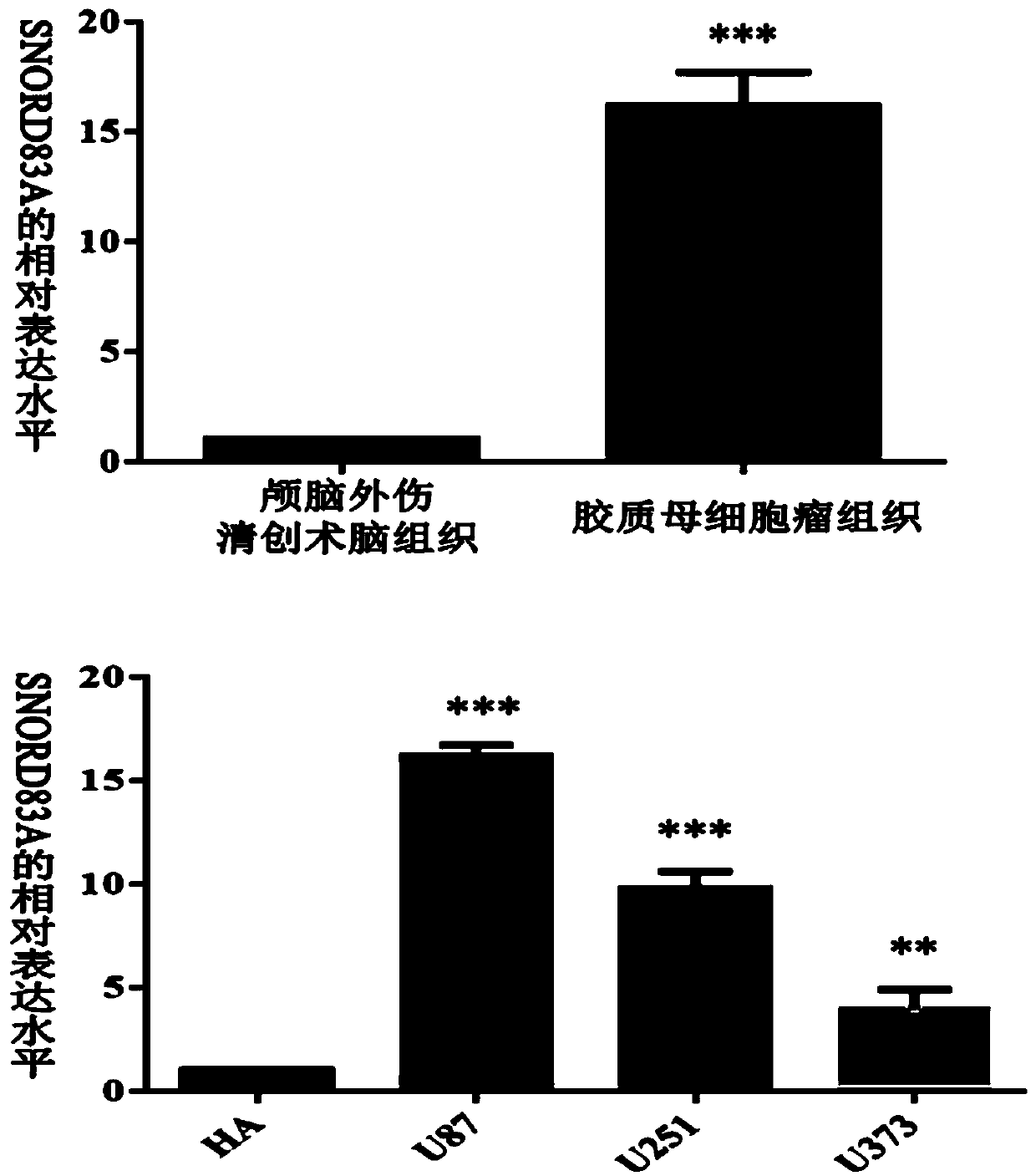 Targeted inhibitor of SNORD83A gene and application of targeted inhibitor