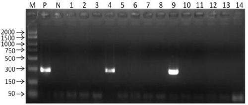 Quick detecting method of bovine leukemia virus