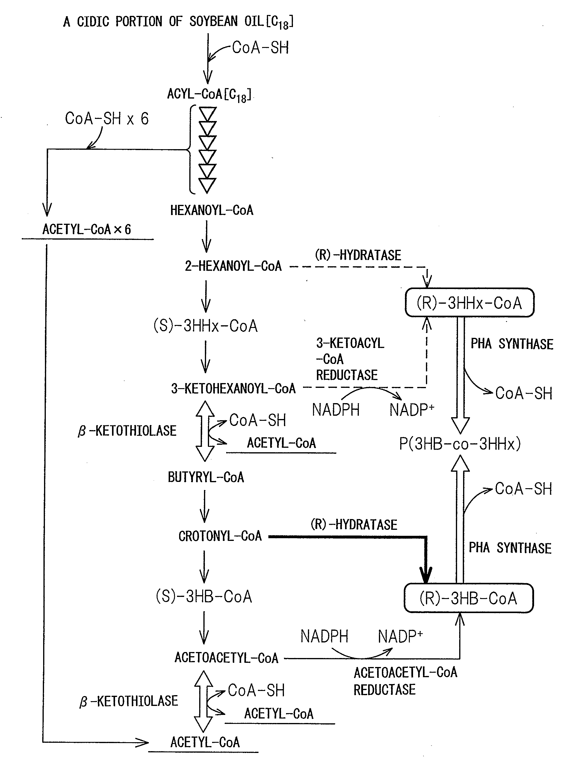 PROCESS FOR PRODUCTION OF POLYHYDROXYALKANOIC ACID USING GENETICALLY MODIFIED MICROORGANISM HAVING ENOYL-CoA HYDRATASE GENE INTRODUCED THEREIN