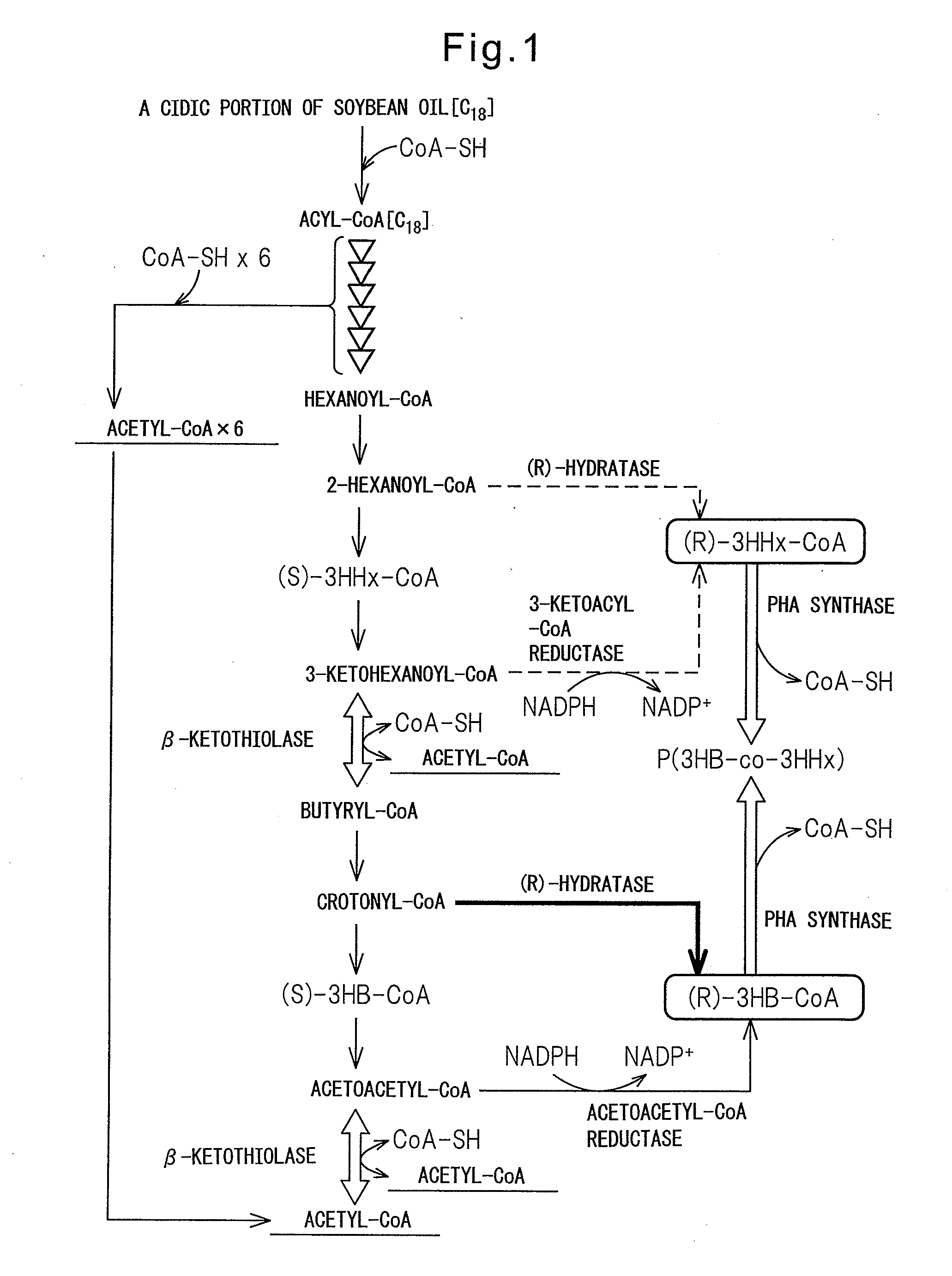 PROCESS FOR PRODUCTION OF POLYHYDROXYALKANOIC ACID USING GENETICALLY MODIFIED MICROORGANISM HAVING ENOYL-CoA HYDRATASE GENE INTRODUCED THEREIN