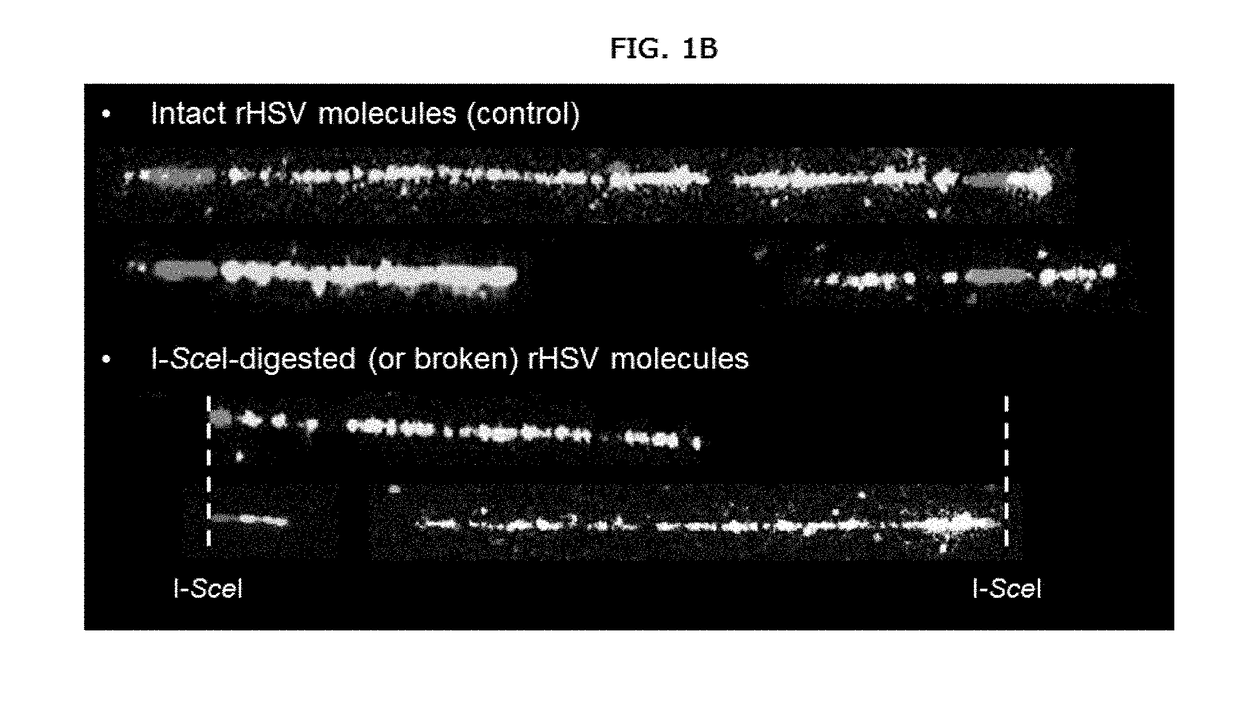 Method for the monitoring of modified nucleases induced-gene editing events by molecular combing