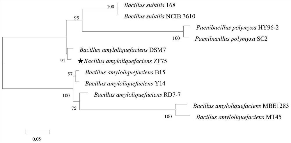 A strain of Bacillus amyloliquefaciens and its application in the control of celery soft rot