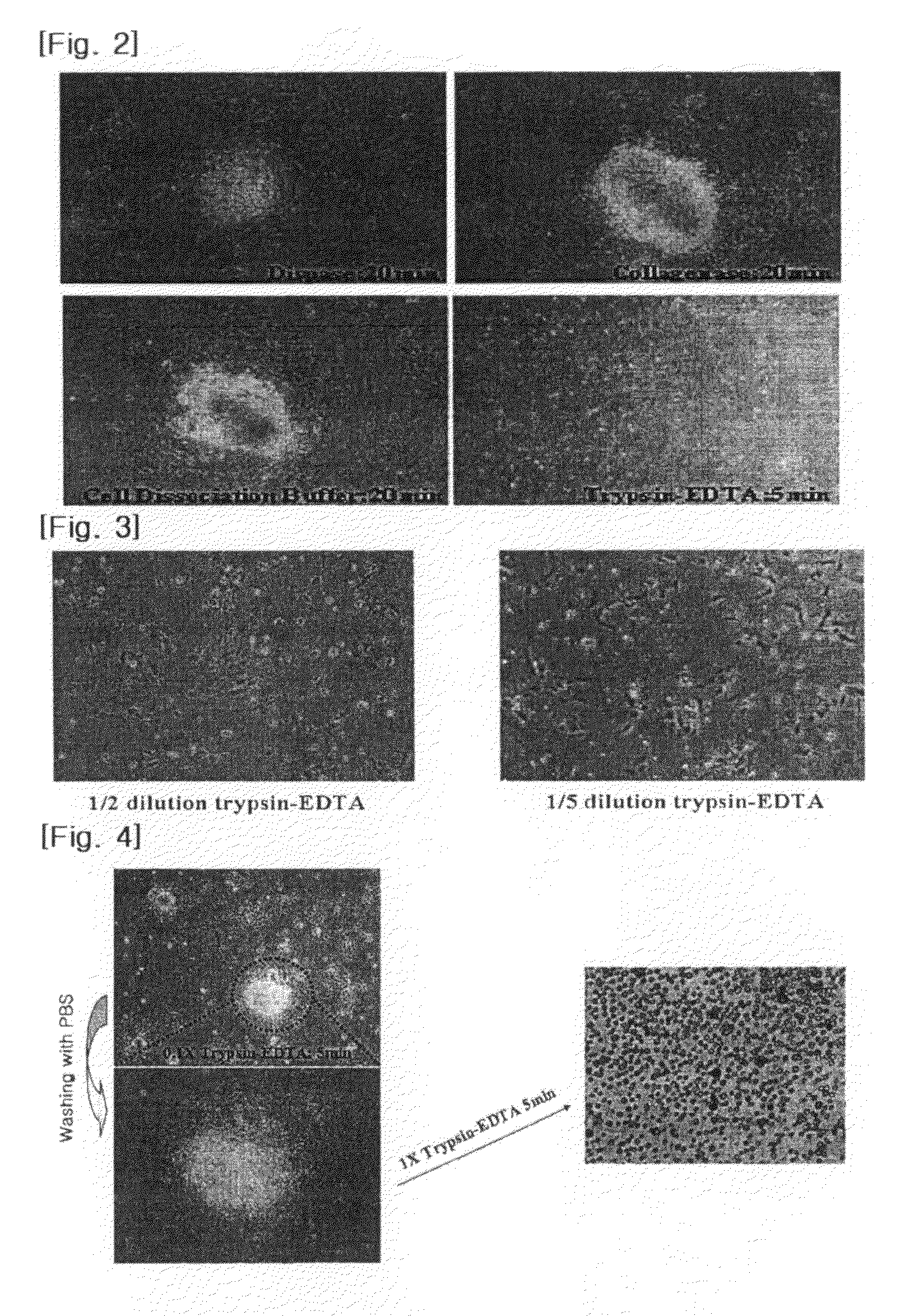 Process for isolating vascular endothelial cells from embryoid bodies differentiated from embryonc stem cells