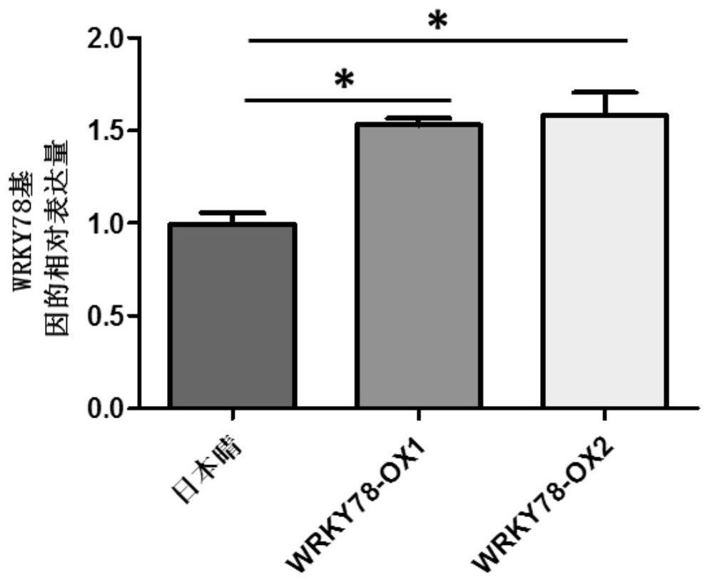 Application of protein WRKY78 to regulation of biological stress resistance of plants