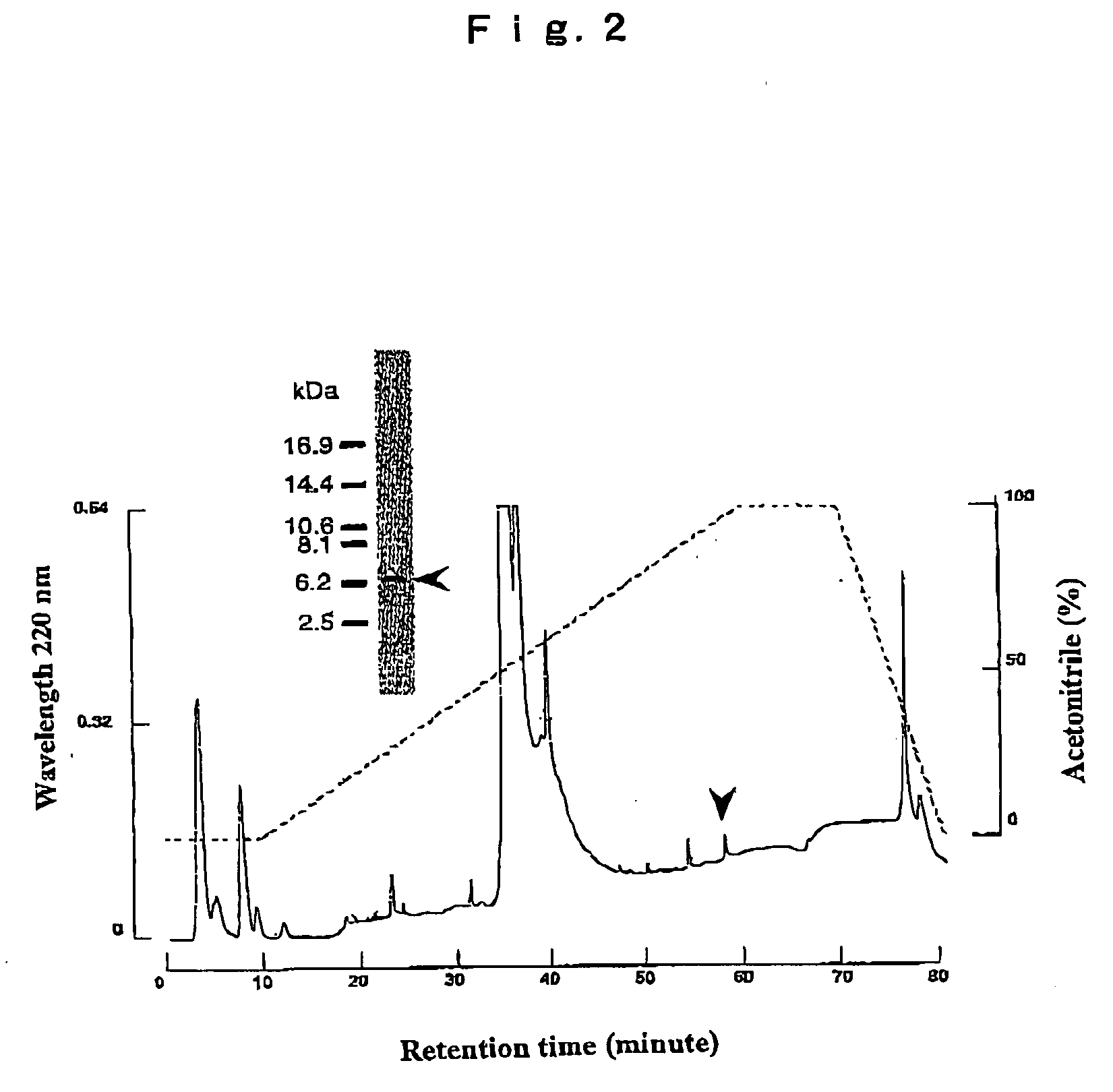Royal Jelly Peptide and Composition Containing the Same