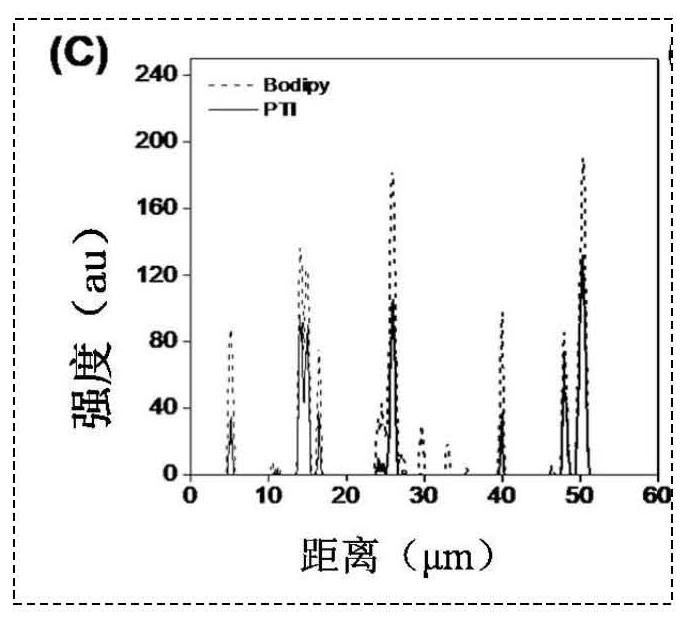 Singlet oxygen type photosensitizer material with aggregation-induced emission property as well as preparation method and application of singlet oxygen type photosensitizer material