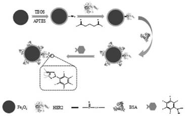 Glycosylation site blocking/protein immobilization magnetic nanoparticles