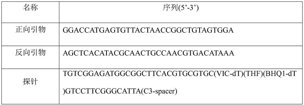 Primer probe group and kit for detecting nucleic acid of schistosoma japonicum katsurada based on fluorescent RMA method and detection method of schistosoma japonicum katsurada