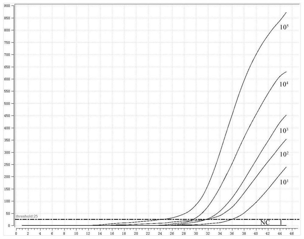 Primer probe group and kit for detecting nucleic acid of schistosoma japonicum katsurada based on fluorescent RMA method and detection method of schistosoma japonicum katsurada