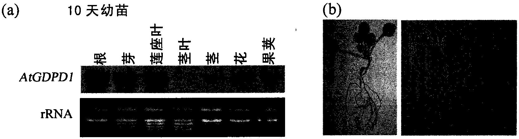 Low-phosphorus resistant gene and application thereof