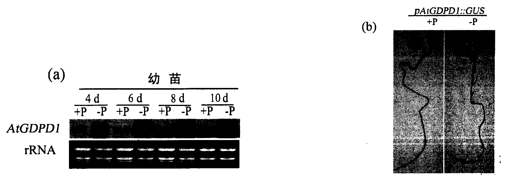 Low-phosphorus resistant gene and application thereof