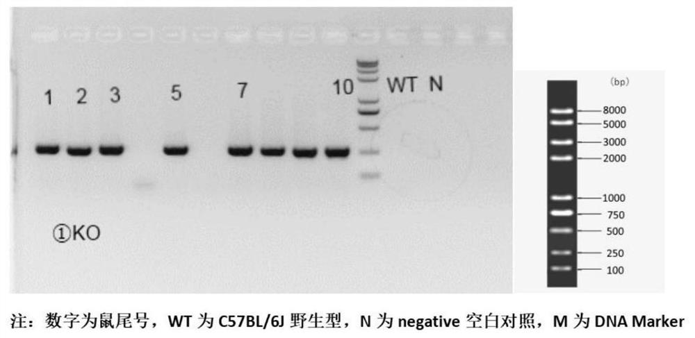 Il21 gene knockout mouse model as well as construction method and application thereof