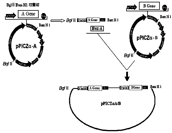 Novel method for co-transformation of pichia pastoris through multiple genes
