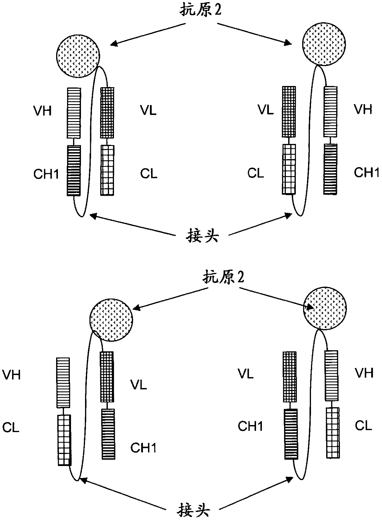 Multispecific antibodies comprising full length antibodies and single chain fab fragments