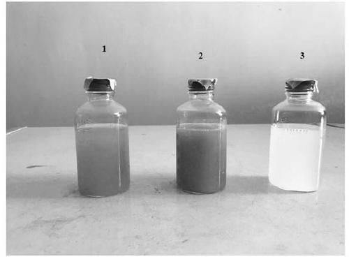 Microorganism for preparing broccoli-shaped antimony sulfide and application of microorganism