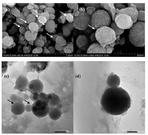 Microorganism for preparing broccoli-shaped antimony sulfide and application of microorganism