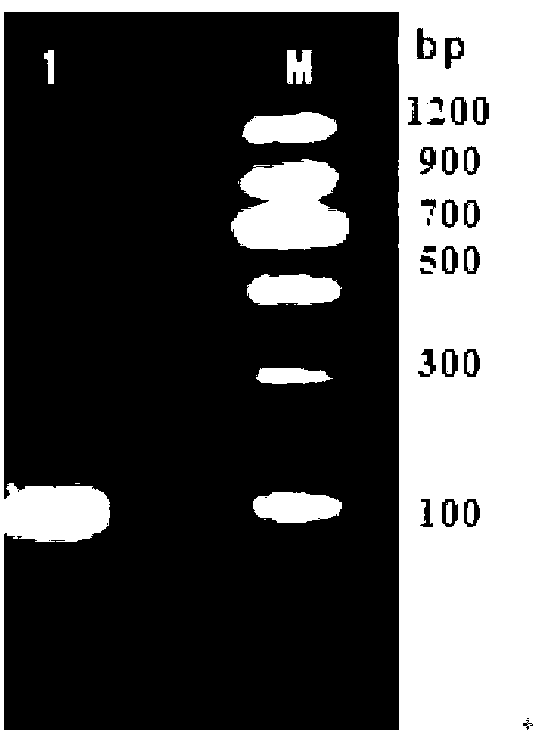 Genetically engineered bacterium for efficiently expressing recombinant bacteriocin and construction method and application thereof