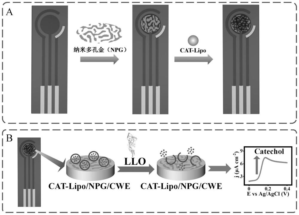 A test strip for detecting Listeria monocytogenes based on hemolysin O and its preparation and application