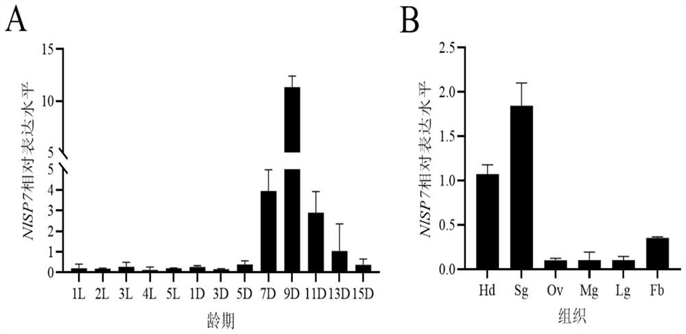 Application of nilaparvata lugens NLSP7 as target in prevention and control of nilaparvata lugens