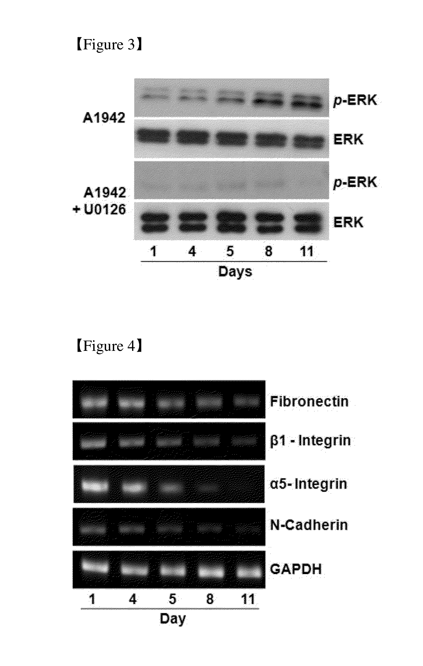 Use of a Compound for Inducing Differentiation of Mesenchymal Stem Cells into Cartilage Cells