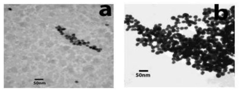 Preparation method of nanometer targeted drug, and application of nanometer targeted drug for treating gastric carcinoma