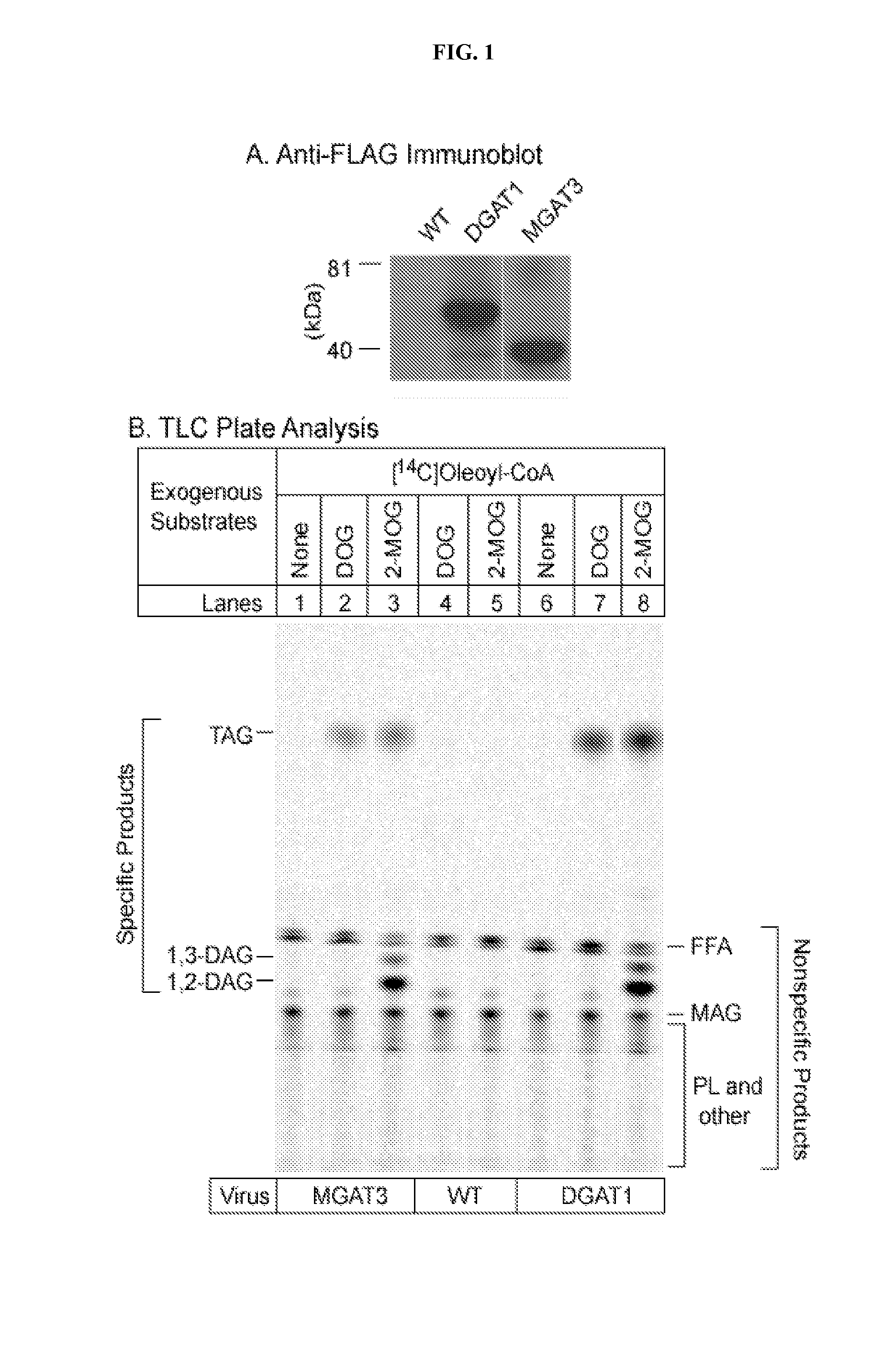 Assay for measuring acyltransferase activity