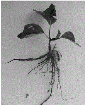 Quick propagation method for cinnamomum camphora tree