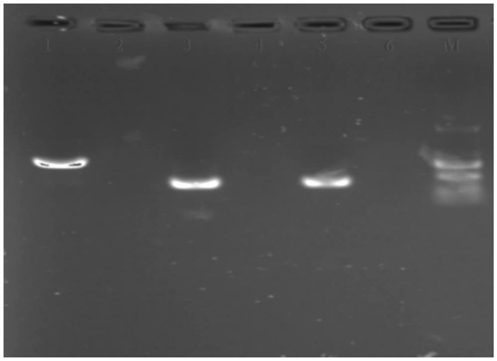 Nested PCR reagents and detection system for detecting pear pollen pear fire blight bacteria