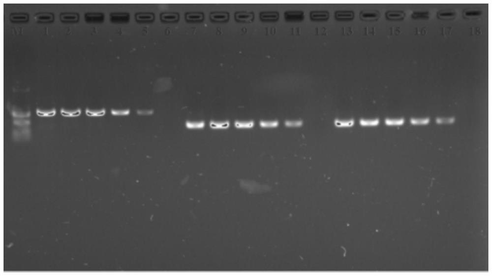 Nested PCR reagents and detection system for detecting pear pollen pear fire blight bacteria