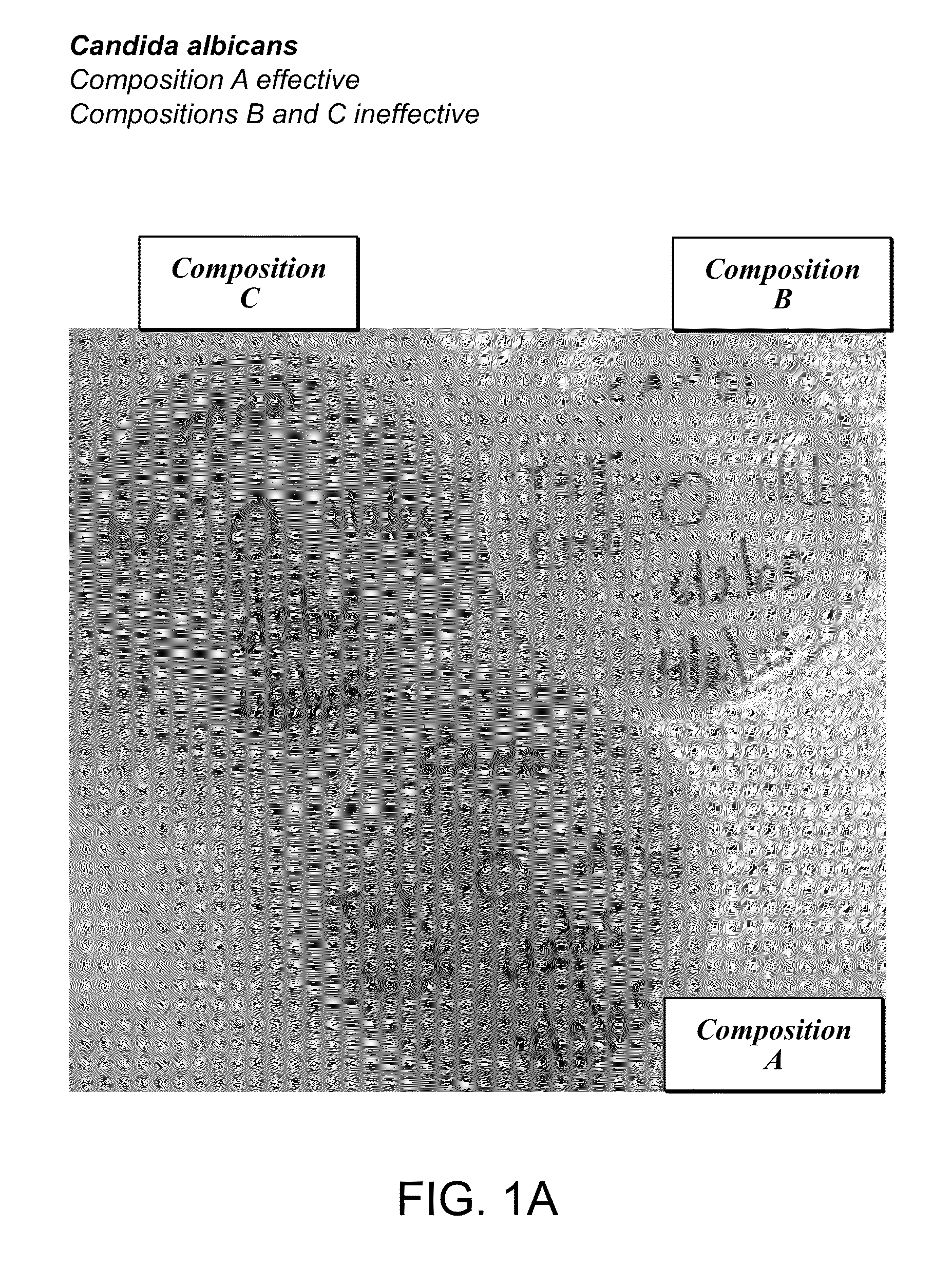 Foamable vehicle and pharmaceutical compositions thereof