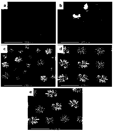 Preparation method of sea urchin-like NaEuTiO4 nanowire