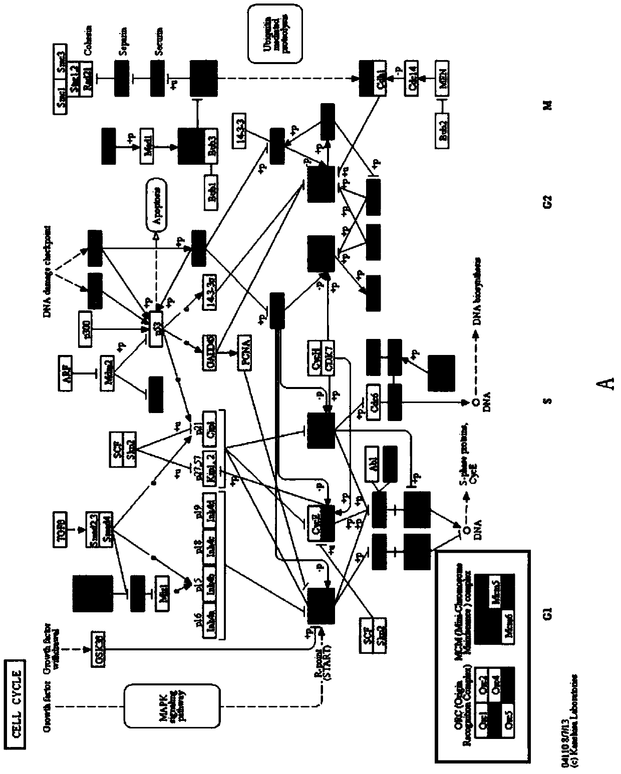 Application of circ-0000423 in preparation or screening of drugs for colon cancer