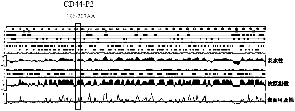 Epitope polypeptide CD44-P2 based on prostatic cancer stem cell marker CD44 and application of epitope polypeptide CD44-P2