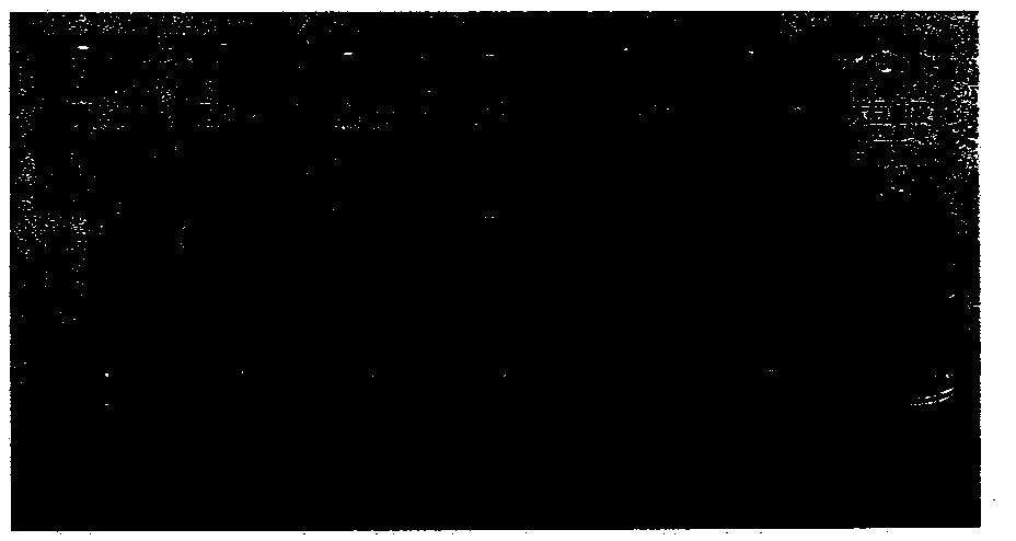 A kind of soybean oil and thyme oil-based gel oil and preparation method thereof