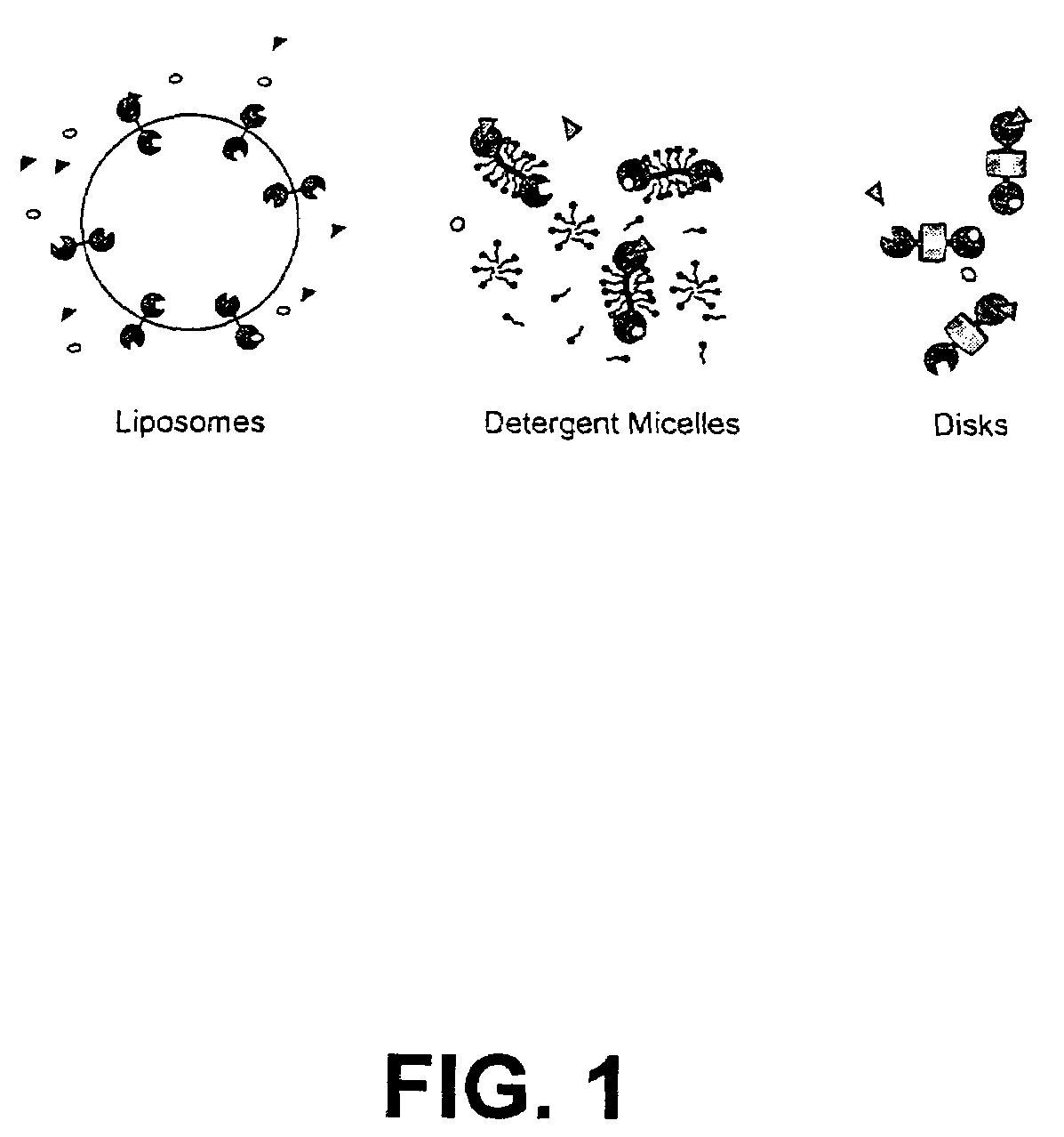 Membrane scaffold proteins