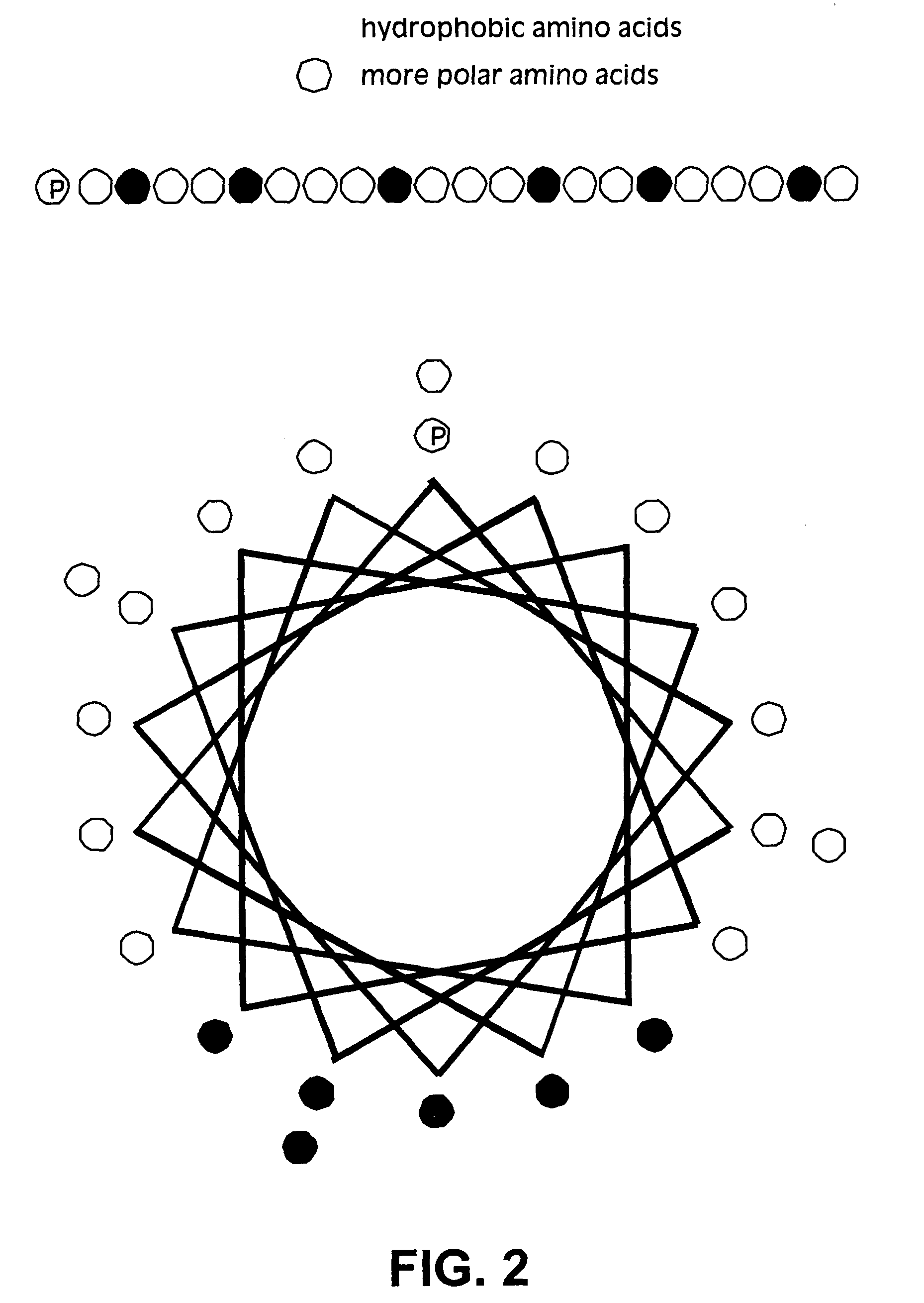 Membrane scaffold proteins