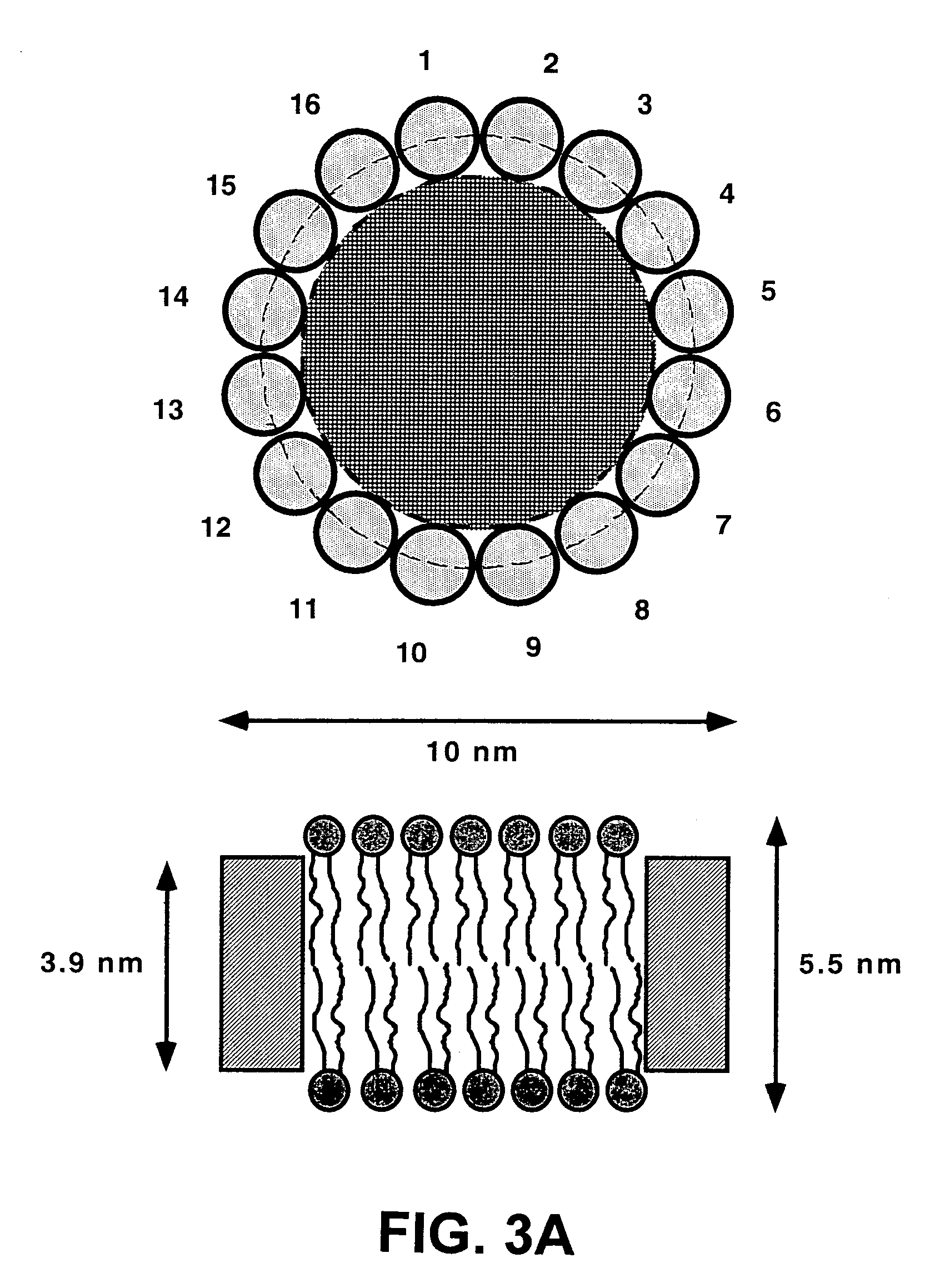 Membrane scaffold proteins