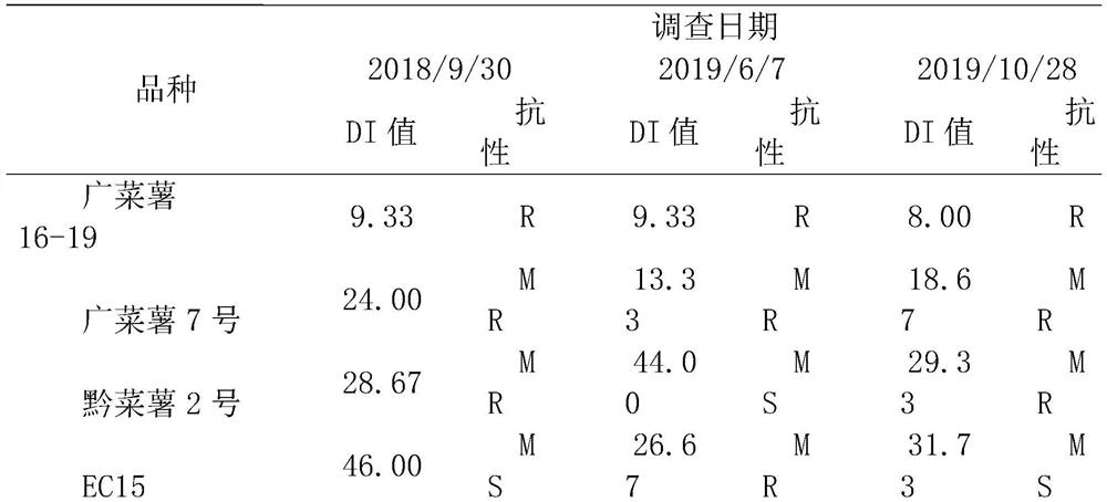 Resistance identification method of sweet potato scab for stem tip vegetables