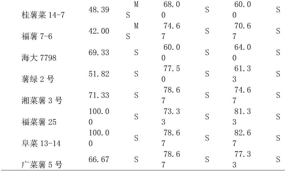 Resistance identification method of sweet potato scab for stem tip vegetables