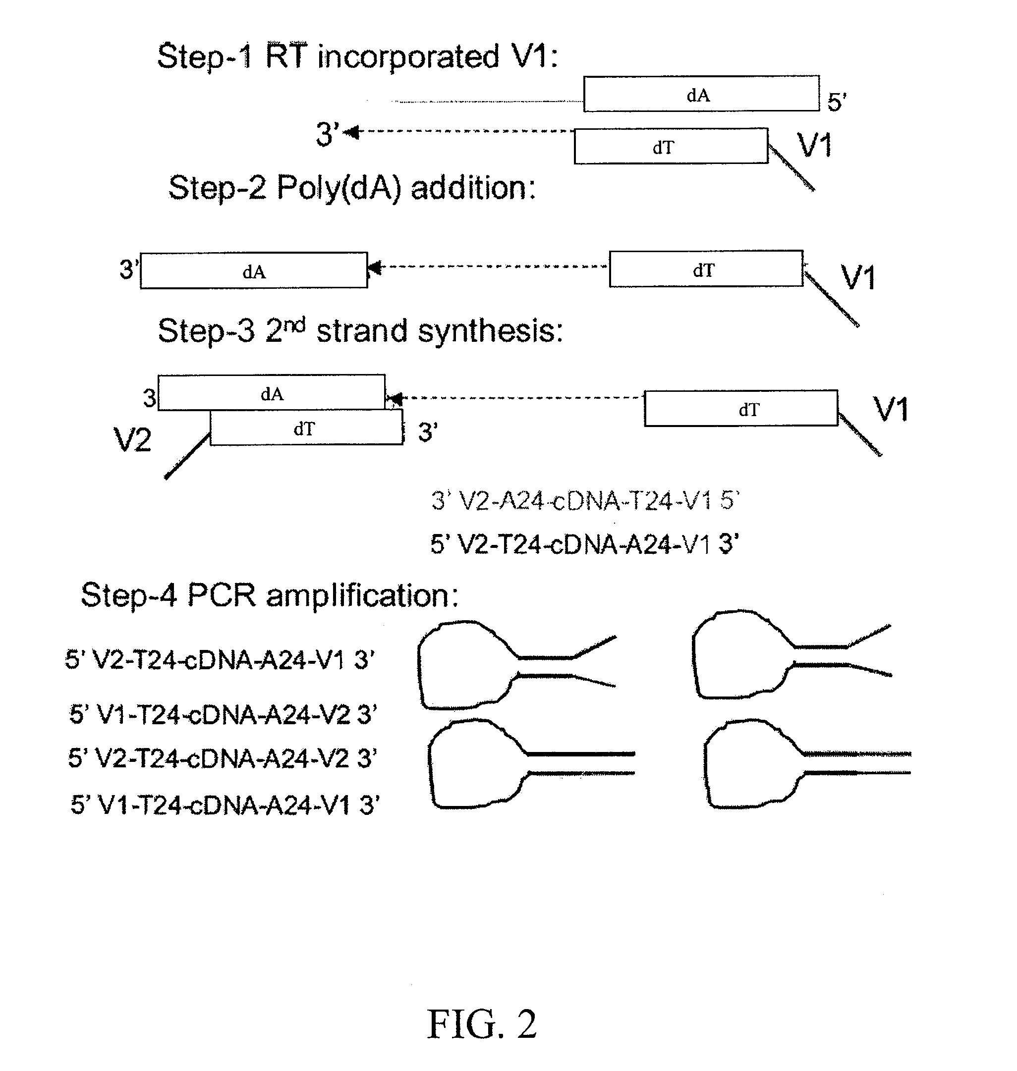 Method for amplifying monomorphic-tailed nucleic acids