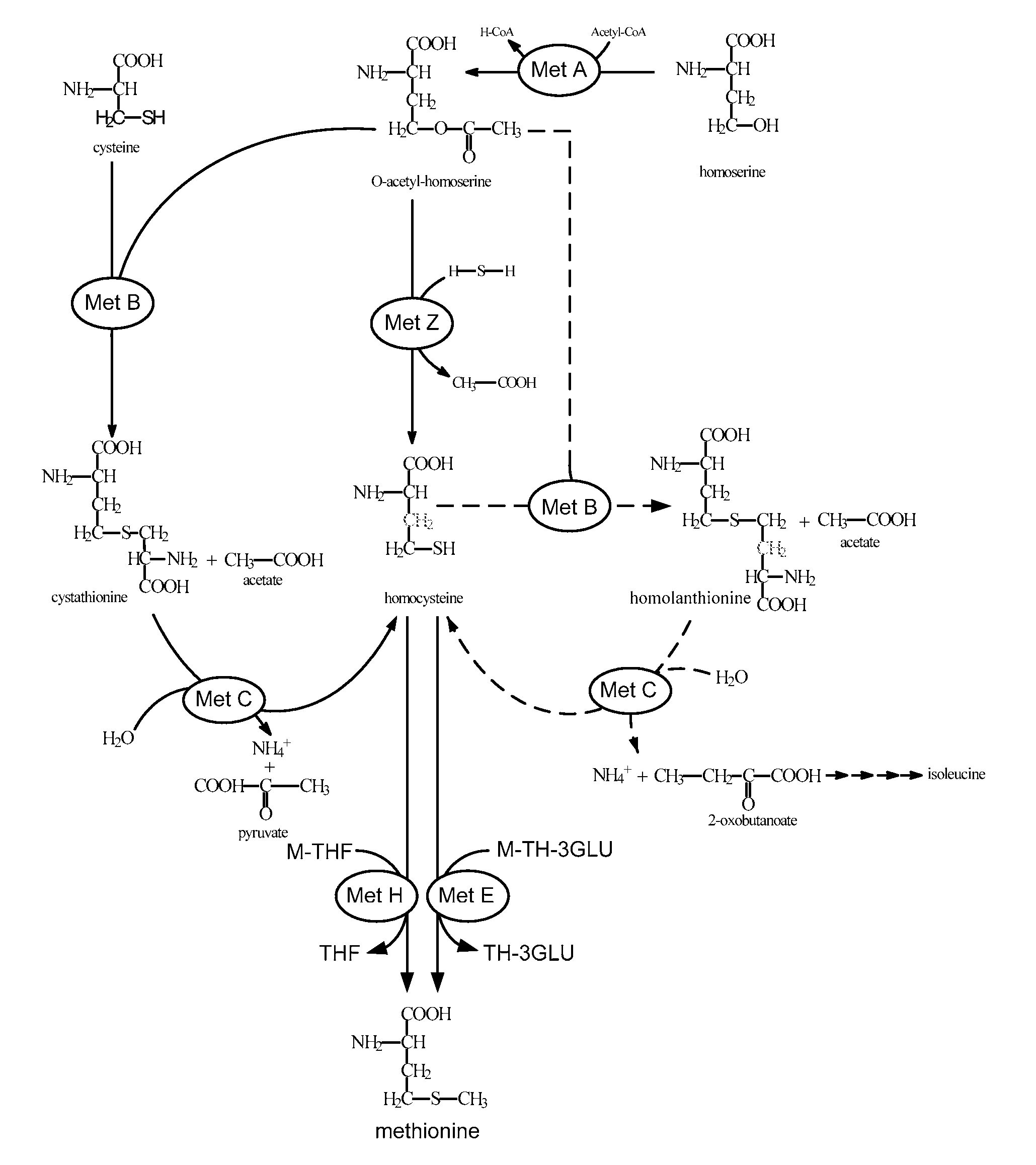 Process for the Preparation of L-Methionine