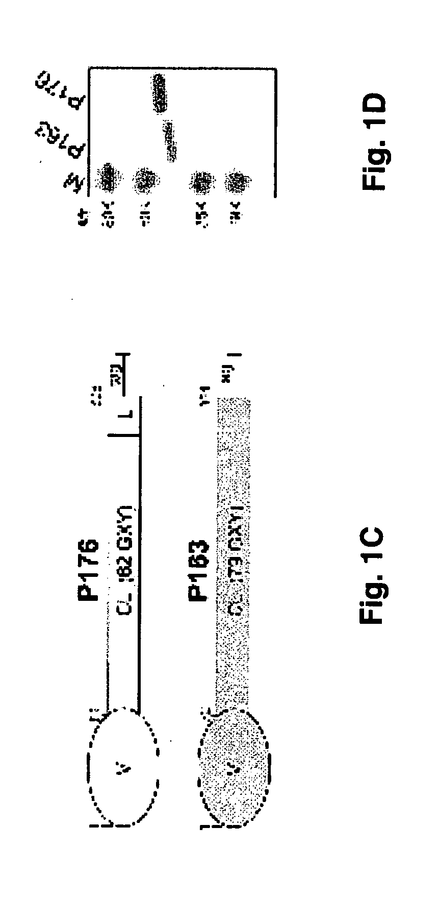 Prokaryotic collagen-like proteins and uses thereof