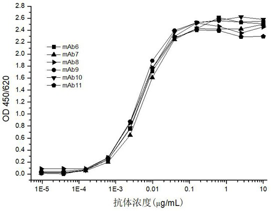 Antibody or antigen binding fragment thereof for novel coronavirus nucleocapsid protein and application of antibody or antigen binding fragment thereof