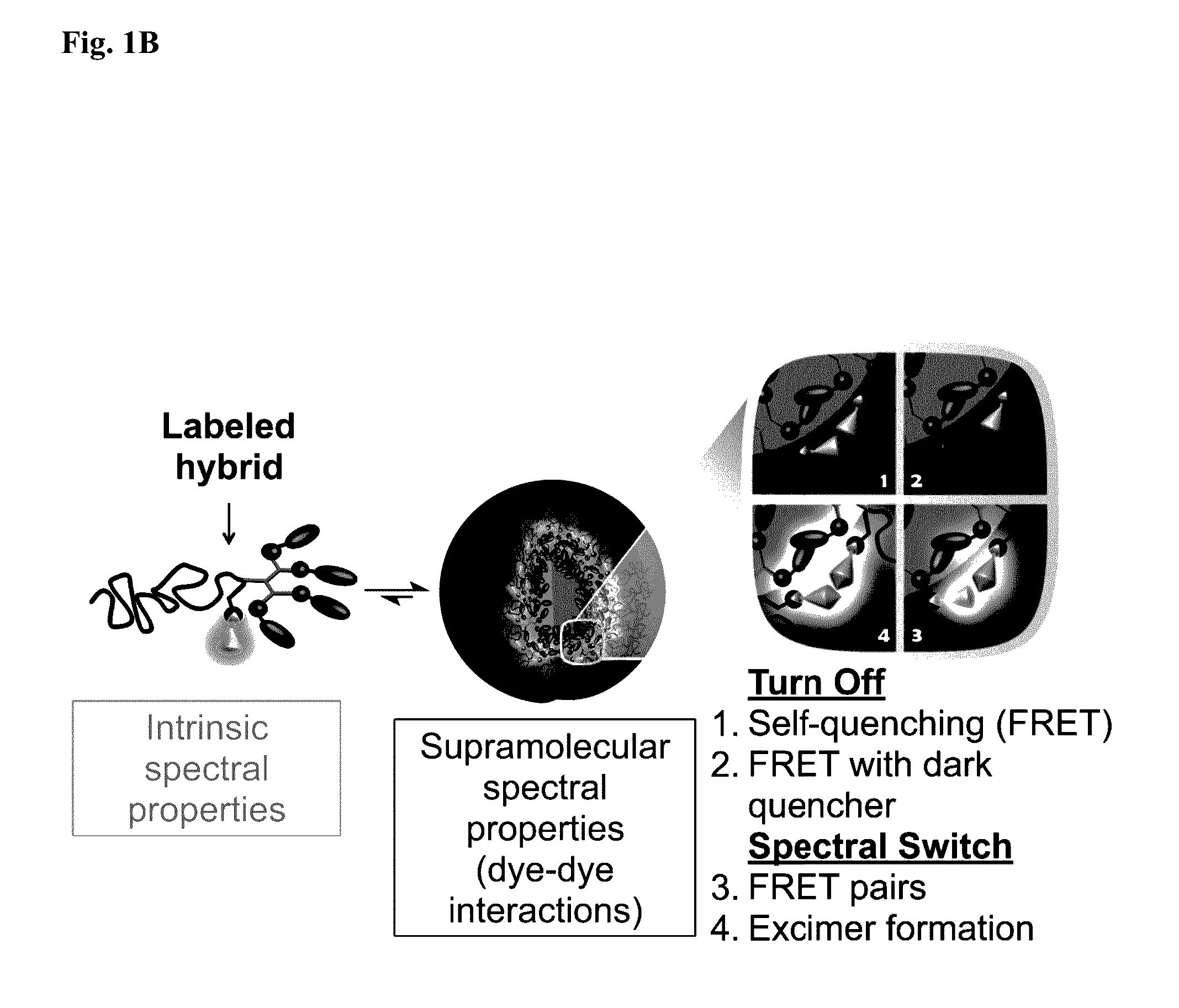 Delivery system in micellar form having modular spectral response based on enzyme-responsive amphiphilic peg-dendron hybrid polymers