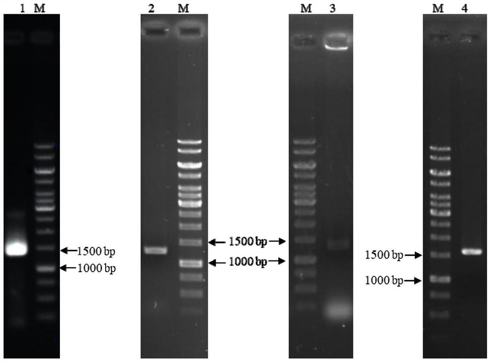 A special enzyme for galacto-oligosaccharide production and its preparation and application