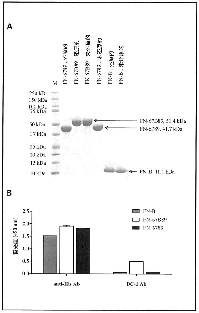 Compositions and methods for diagnosis and treatment of cancer