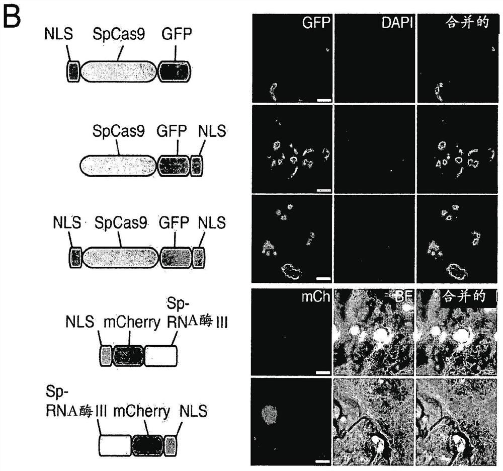 Delivery, use and therapeutic applications of CRISPR-Cas systems and compositions targeting disorders and diseases using viral components