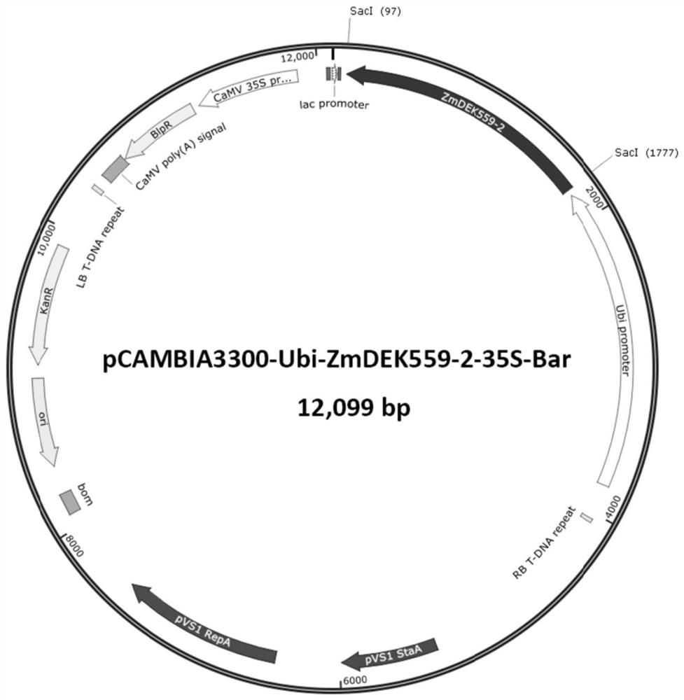 Corn multi-copper oxidase coding gene ZmDEK559-2 and application thereof